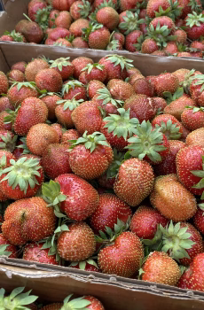 Fresh Strawberries